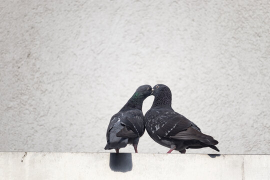 Kissing pigeons in the urban life