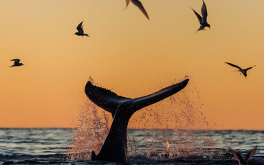 Humpback whale breaching and lob tailing during the never ending sunset around Iceland, in summer time on the feeding grounds