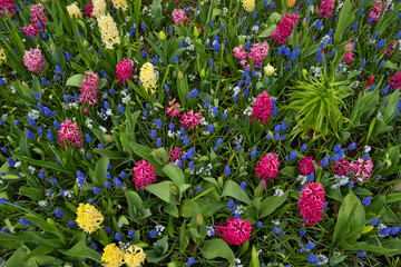 Blumenbeet mit Blumen in verschiedenen Farben
