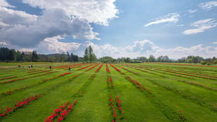 Fototapeta na wymiar Tulip flowers in the arboretum Volcji potok