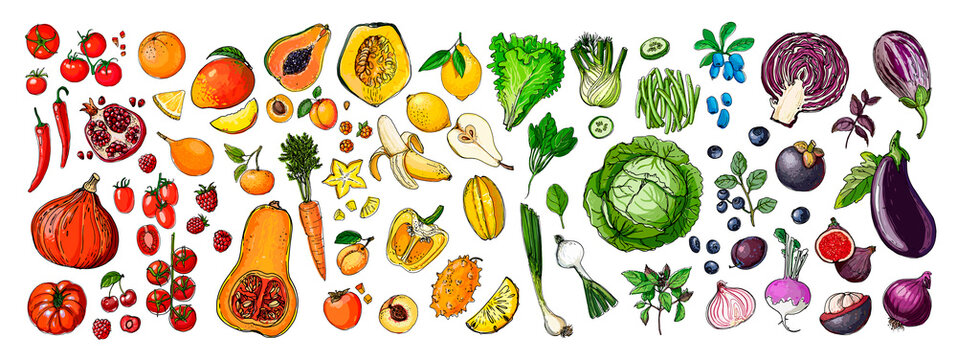 Food vector Rainbow vegetables and fruits, berries. vector sketch of food. Pumpkins, apples, bananas, cabbage, tomatoes.