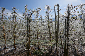 Frost protection Irrigation after cold night. Protecting Apple Tree Blossom