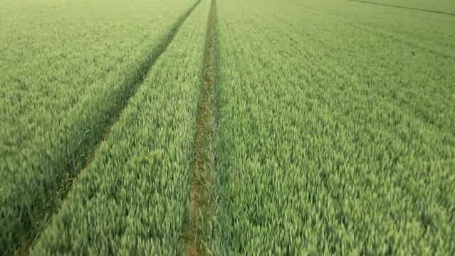 medium aerial push in over green wheat crop fields on rural agricultural land