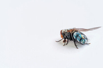 The domestic spit fly (Calliphora vomitoria) is a species of insect in the family Calliphoridae. Strongly pubescent on the back part. Belly blue, metallic shiny - damaged eye and slit back