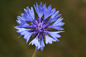 Obraz premium A stunning blue cornflower wild flower in close up