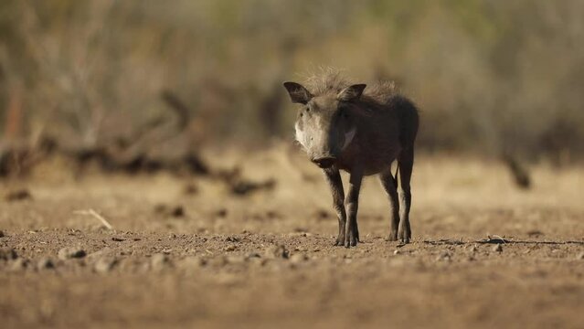 Low angle shot of a young warthog staring into the camera before walking off, Mashatu Botswana.  
