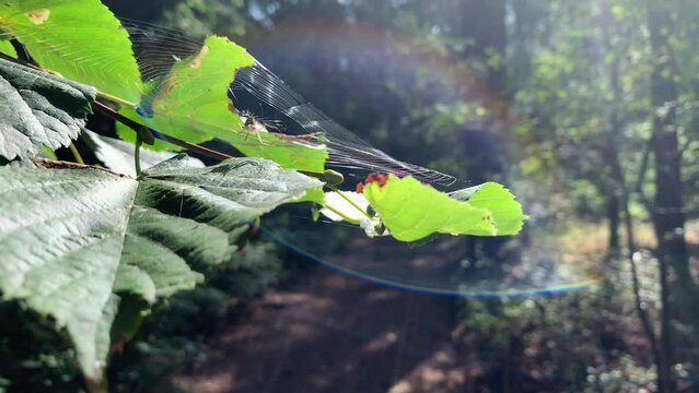 A wasp spider moving rapidly on her web and a large green leave on a tree, inside a dense forest. Sun flair is hitting the lens.