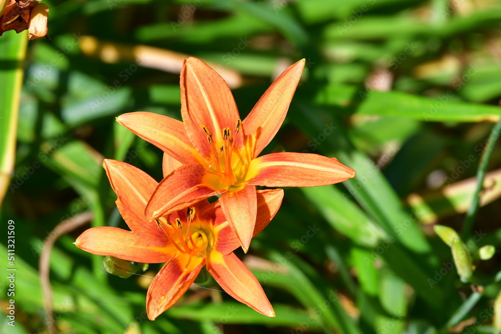 Wall mural Daylilies