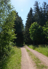 Fototapeta na wymiar Waldspaziergang im Sommer