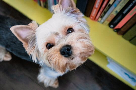 Funny brown fluffy hairy Yorkshire Terrier dog looking up with brown eyes. Doggie near a bookshelf in modern interior. Devoted purebred doggy pet. Domestic canine animal indoors at home. Dog at home.