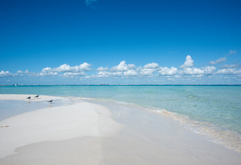A panoramic view of a deserted beach in Isla Mujeres, with baby birds resting on the sand. Mexico