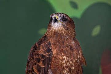 The common buzzard, buteo buteo, has raised its head and is looking up. The bird lives in the zoo enclosure. Portrait. Close-up.