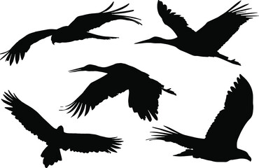 Shadow of Flying Birds Illustration Design
