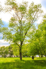 Bog moor swamp pond river lake green plants forest Germany.