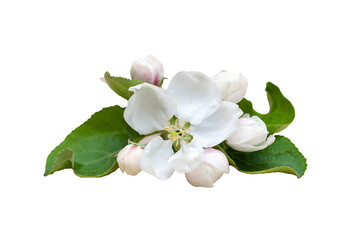 Obraz na płótnie Canvas White apple tree flower isolated on white background