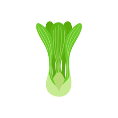 Pak choi flat vector doodle illustration. Green vegetables healthy food clipart