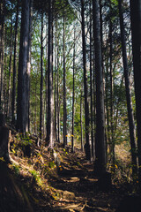 Fototapeta premium forest in autumn