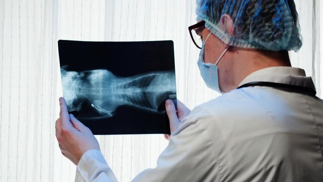 Doctor veterinarian examining cat or dog skeleton roentgen. Nurse man vet analyzing animal bones x-ray close-up. 