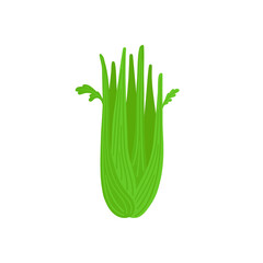 Celery hand drawn sketch vector doodle illustration. Green vegetables healthy food clipart