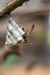 dragonfly on a branch