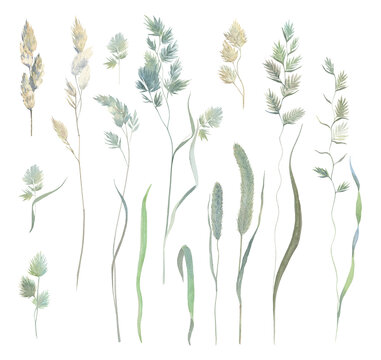 Set of meadow and field herbs in watercolor