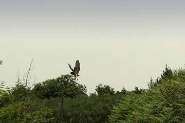 The hawk flies over the mountain forest