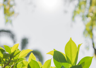 Obraz premium Green leaves with sunlight and blurred background in summer season