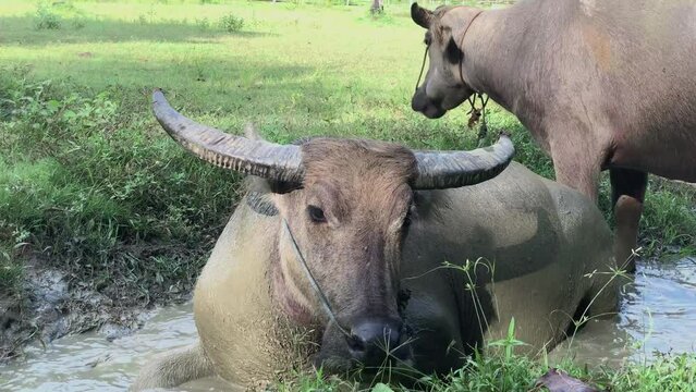 buffalo wallowing in the mud