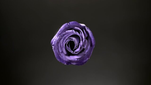 Light shines on blue eustoma for a while on black background | Beauty cosmetics with eustoma extract commercial