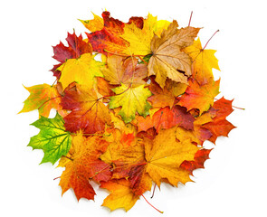 Top view - a lot of beautiful natural colorful autumn maple leaves stacked in a circle, isolated on...