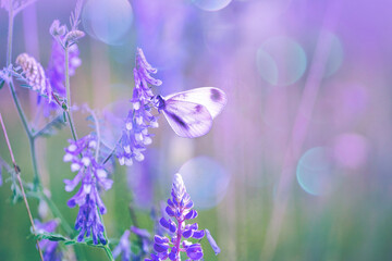Beautiful magical image in violet tones of flowering wild plants and a fragile butterfly crouched to rest on a flower in nature.