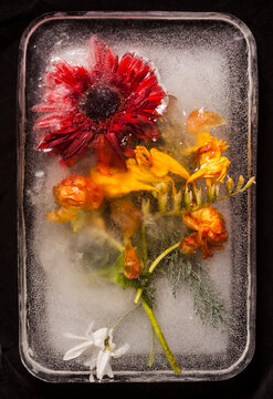 frozen flower