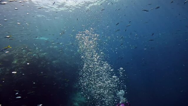 Under Water Film footage - camera passing by myriads of very many Bat fish in tropical waters swimming around a rocky coral - Sail rock island-Thailand - with air bubbles rising from diver below