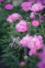 Photo of a pink peony bush in the garden.