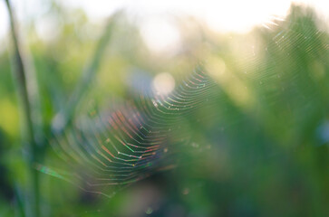 iridescent web