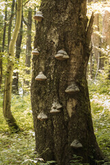 Hubbed tree, Polyporales, Basidiomycota, Ascomycota. A lot of hub on the trunk of an old tree. Hub fruiting bodies are abundant, a parasite that draws nutrients from another plant