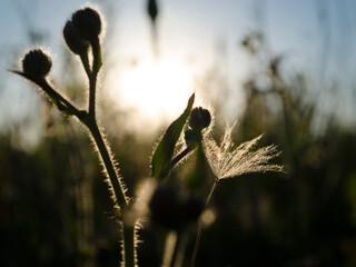 field plant in backlight