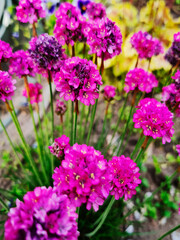 armeria primorskaya flower of small bright lilac flowers form a circle on a green stem stem blooms in summer grows as a shrub