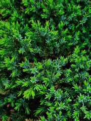 juniper spruce bush,decorative green plant with needles instead of leaves with branches and cones background photo