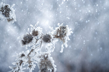 burdock in the snow