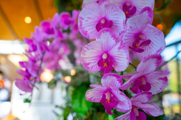 Blooming Thai orchid flowers in the cafe and office interior blurred background.