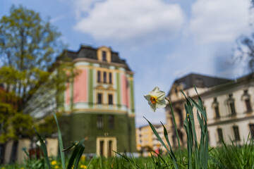 Fototapeta na wymiar Narcissus flower on blurred urban street in Wroclaw