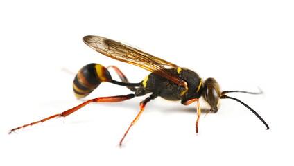 Black and yellow mud dauber invasive wasp, Sceliphron curvatum isolated on white  