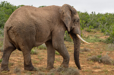 Obraz premium Elefante im Naturreservat Addo Elephant National Park Südafrika