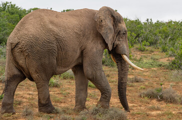 Elefante im Naturreservat Addo Elephant National Park Südafrika