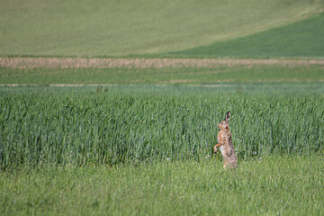 An upright standing rabbit attentively observes its surroundings © Daniela
