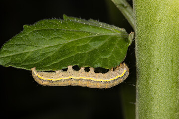 A brown nasty caterpillar of a moth eating on a tomato leaf in the garden in the summer on the farm, Lacanobia oleracea