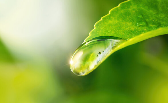 Beautiful macro image of a drop of water or dew on tip of a green leaf as symbol of  purity and fragility of nature.