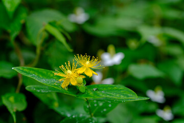 オトギリソウ属ヒペリカム