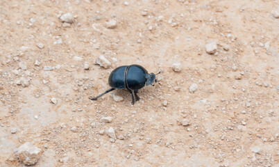 Mistkäfer im Naturreservat Addo Elephant National Park Südafrika